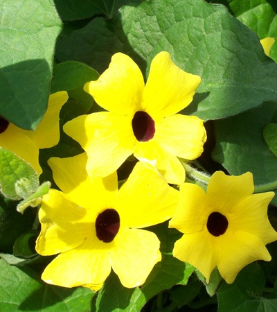 Black-Eyed Susan Vine Lemon Star